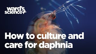 Caring and Culturing for Daphnia [upl. by Euqinmod]