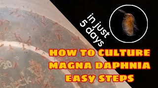 How to Culture Magna Daphnia Easily [upl. by Rosanna185]