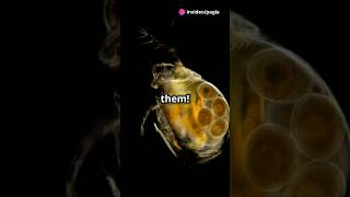 How to culture Daphnia for your Aquarium [upl. by Nwahsud]