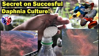 How to Culture Daphnia Successfully [upl. by Eldnek86]