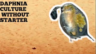 HOW TO CULTURE DAPHNIA NATURALLY WITHOUT A STARTER [upl. by Tiana]