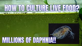 How to Culture Daphnia Secret Method to Breed MILLIONS  Simply Aquatic [upl. by Blumenthal]