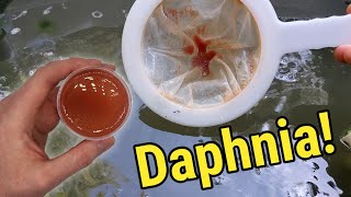 How I Culture Daphnia In Outdoor Tubs [upl. by Sil461]