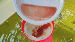 How to culture daphnia  Daphnia culture  How to grow daphnia outdoor [upl. by Cower]