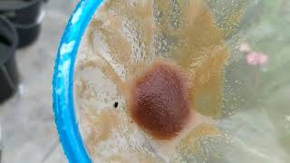 How to culture daphnia moina in a small container Part 1 English Subtitle [upl. by Theron]