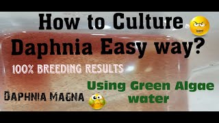 Daphnia MagnaHow to Culture Daphnia Easy wayCulturing Daphnia using Green water Daphnia [upl. by Duncan]