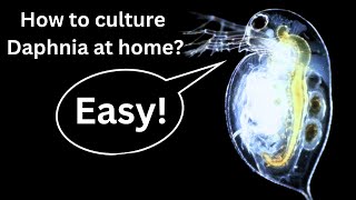 BEST Live Fish Food Beginner guide How to Culture Daphnia at home [upl. by Nylatsyrc119]