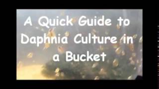 How to culture daphnia outside [upl. by Hctim808]