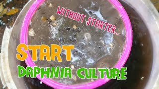 How to culture daphnia moina the easy way 1  Starting the Daphnia culture [upl. by Acirrej]