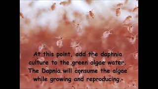 Daphnia  How to grow daphnia in your home [upl. by Hannahsohs]