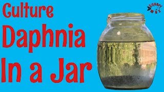 How to Culture Daphnia in a Jar [upl. by Cote]