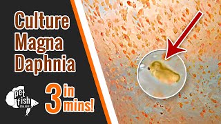 How to culture DAPHNIA MAGNA  The easy way [upl. by Kendall]