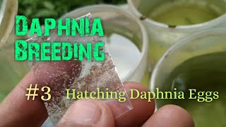 Daphnia Culture made simple and easy 3  Hatching Daphnia eggs [upl. by Ailuj374]