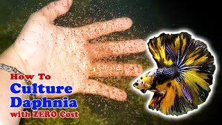 How to Culture Daphnia with ZERO Cost  Unlimited Live Food For Our Fish [upl. by Blasius672]