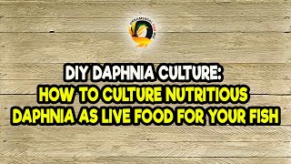 DIY Daphnia Culture How to Culture Nutritious Daphnia as Live Food for Your Fish [upl. by Eckmann]