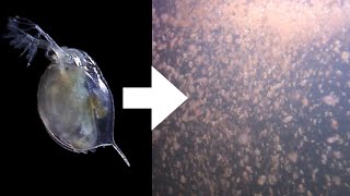 How I Culture Daphnia [upl. by Nomit528]