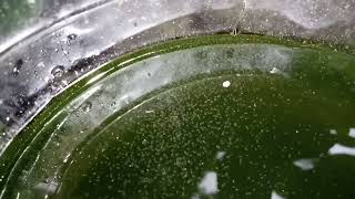 DAPHNIA MOINA CULTURE IN A SMALL BUCKET [upl. by Kcirdneh921]