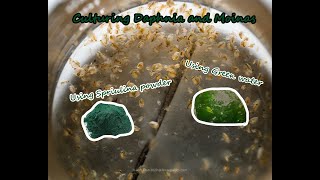 How To Culture Daphnia and Moinas using Green Water Spirulina powder [upl. by Myranda]