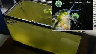 Raising Daphnia for the Freshwater Aquarium [upl. by Vinn528]