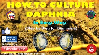 HOW TO CULTURE DAPHNIA In Easy Way [upl. by Stalder]